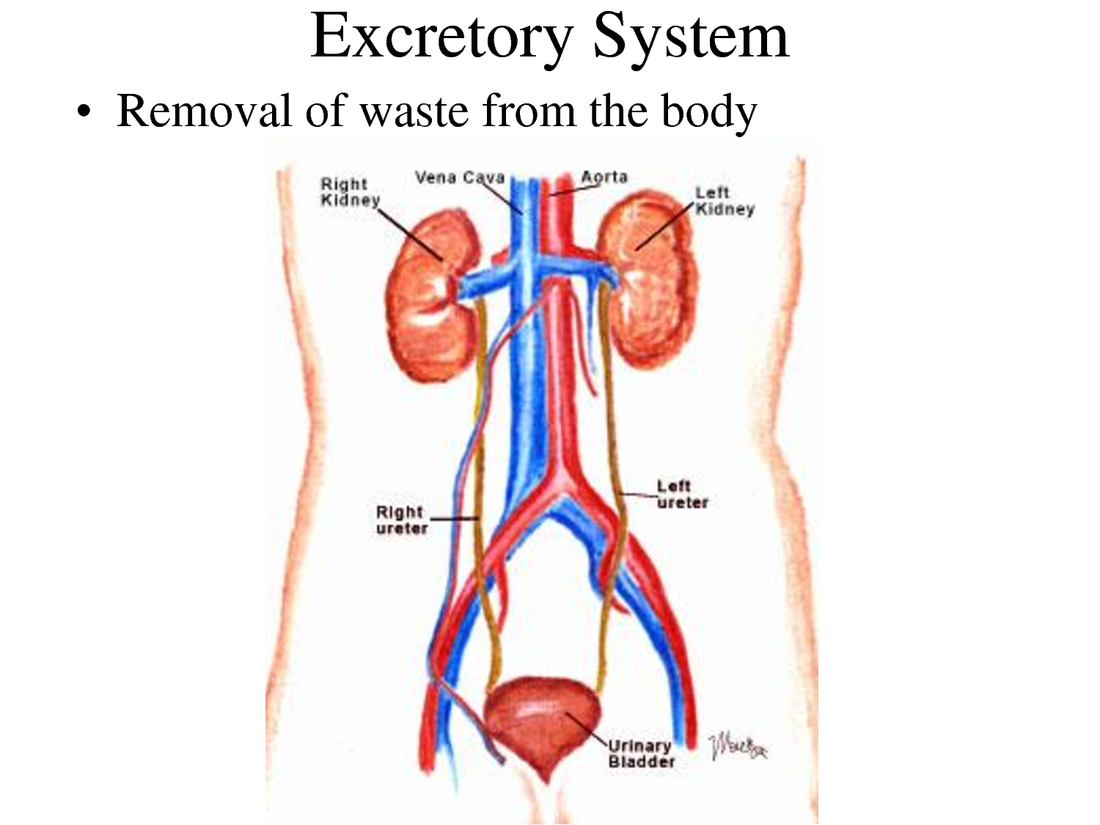 How does the respiratory system work with the excretory system Excretory System Respiratory System